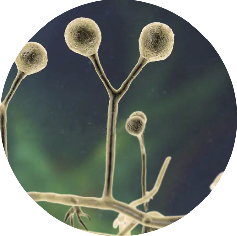 Microbieel stremsel