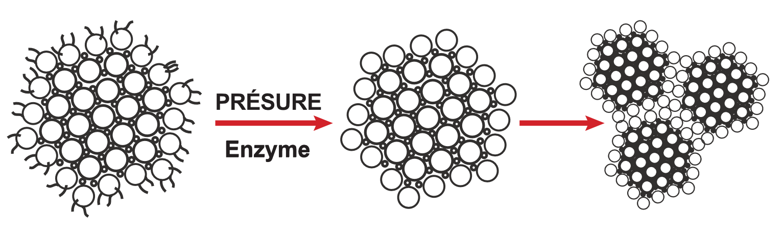Coagulation enzymatique